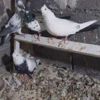 کبوتر|پرنده|هرسین, |دیوار