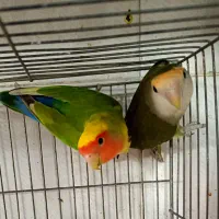 طوطی برزیلی کوتوله|پرنده|شیراز, گل سرخ|دیوار