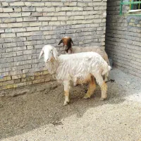 کوسفند درجه یک