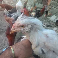 مرغ محلی اصل|حیوانات مزرعه|رامیان, |دیوار