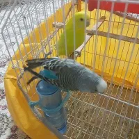 یک جفت مرغ عشق مولد دستی و رام|پرنده|تهران, هفت چنار|دیوار