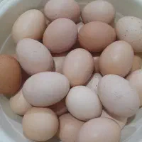 تخم مرغ محلی