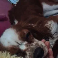 سگ کاوالیر|سگ|تهران, منیریه|دیوار