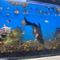 ماهی ،حلزون|ماهی|اسفرورین, |دیوار