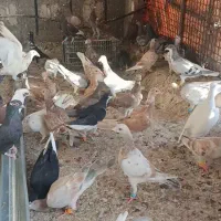 هفرنگ خطی|پرنده|اقبالیه, |دیوار