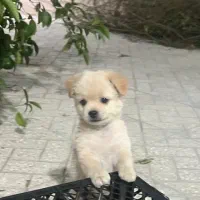 سگ پاپی خوشکل رنگ شکری