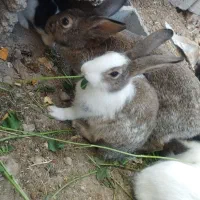 خرگوش فروشی