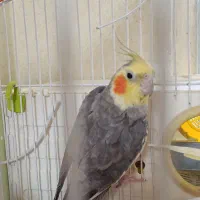 یک جفت عروس هلندی مولد سالنی به شرط ۴جوجه به بالا