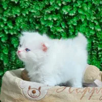 تولهوهای مینی گربه|گربه|قشم, |دیوار