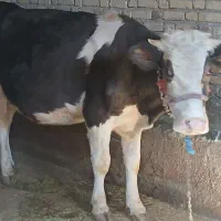 دو راس گاو ابستن جوان|حیوانات مزرعه|باوله, |دیوار