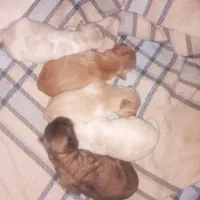 سگ شیتزو چشم رنگی|سگ|جوادآباد, |دیوار