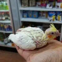 جوجه عروس هلندی درجه یک