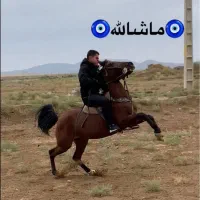 اسب مادیون کرد