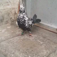 کبوتر نر چینی اصفهانی