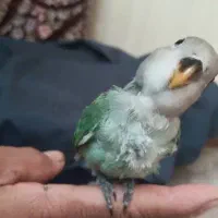 طوطی برزیلی