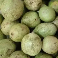 فروش گردو