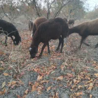 بره گوسفند ابستن|حیوانات مزرعه|علی‌آباد کتول, |دیوار