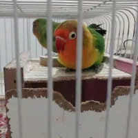 یه جفت طوطی برزیلی|پرنده|میاندوآب, |دیوار