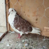 کفترپرشی