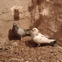 کبوتر پرشی|پرنده|درگز, |دیوار