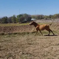 سه عدد کره