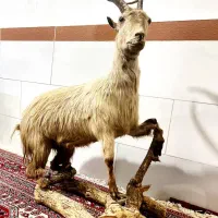 بزکوهی دکور