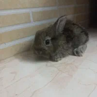 خرگوش ۲۵ روزه|موش و خرگوش|کردکوی, |دیوار