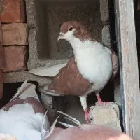 سه عدد کفتر|پرنده|زاهدان, |دیوار