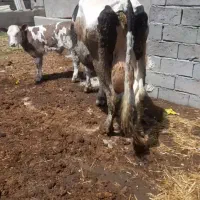 گاو شیری با گوساله نر