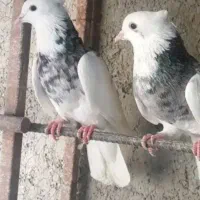 کبوترگمشده.عکس نمایشی هست