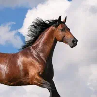 اسب|اسب و تجهیزات اسب‌سواری|خرم‌آباد, |دیوار