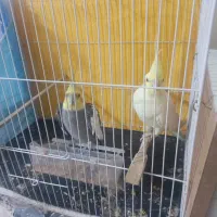 پرنده