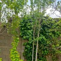 فروشنده واقعی  باغ شهری 750متری|فروش زمین و ملک کلنگی|شیراز, سجادیه|دیوار