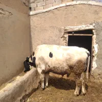 یک راس گوساله نر گوشتی چاق سرک دار