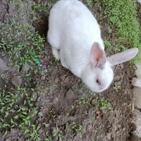 خرگوش سفید