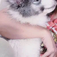 سامویید اروپایی