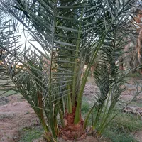 بچه نخل برحی|گل و گیاه طبیعی|چمران, |دیوار