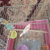 جفت قناری  قیمت ۲ملیون