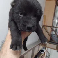 توله. سراب وخراسانی|سگ|آمل, |دیوار