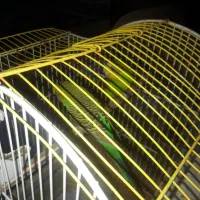 یک جفت مرغ عشق سبز بالغ|پرنده|دره شهر, |دیوار