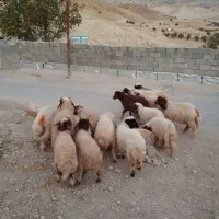 بره|حیوانات مزرعه|سیوان, |دیوار