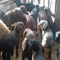 گوسفند میش و بره جوان