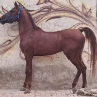 اسب نریان|اسب و تجهیزات اسبسواری|صفادشت, |دیوار