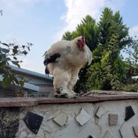 تخم نطفه دار برهما یا امپراطور|حیوانات مزرعه|آمل, |دیوار