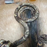 تسبیح هسته خرما حکاکی عقاب|بدلیجات|ارومیه, |دیوار