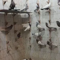 پرنده خوب|پرنده|شیراز, دست خضر|دیوار