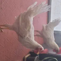 خروس