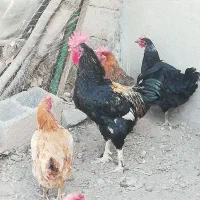 خروس جوان و سالم و سرحال|حیوانات مزرعه|شاهین دژ, |دیوار