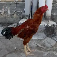 خروس لاری|حیوانات مزرعه|کرج, اصفهانی‌ها|دیوار