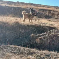 سگ گله ای|سگ|بستان آباد, |دیوار